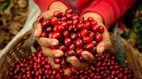 Giá cà phê Robusta lao dốc 10,5%, Arabica mất hơn 3% trong tuần