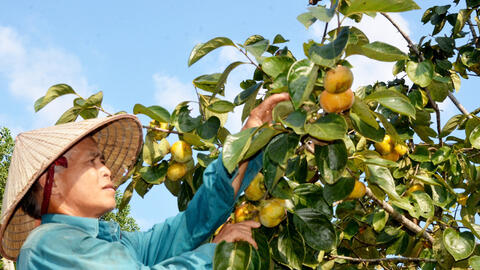 Cây hồng không hạt: Hiệu quả kinh tế cao cho bà con Thái Nguyên