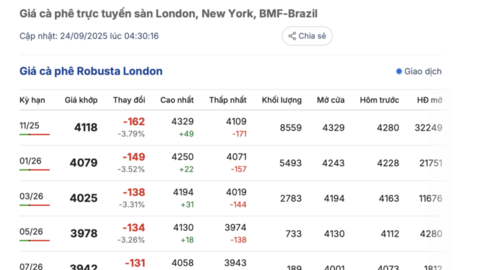 Giá cà phê hôm nay 24/9/2025: Trong nước tăng mạnh