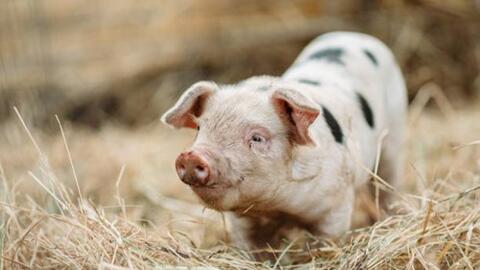 Giá heo hơi hôm nay 30/9/2025: 'Lặng sóng' trên toàn quốc