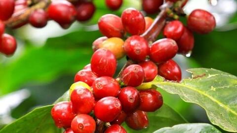 Giá cà phê tăng 2.800 đồng/kg, dự báo tiếp tục giữ ở mức cao
