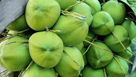 Phát triển 'nóng' khiến dừa tươi xuất khẩu dần đánh mất lợi thế