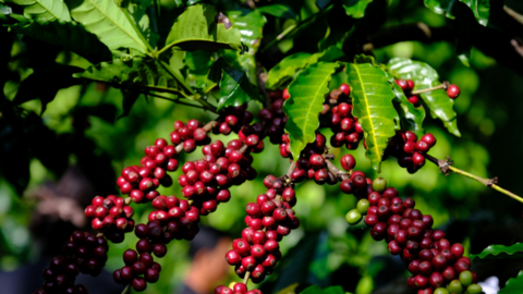 Giá cà phê chạm đỉnh, vẫn thấp thỏm sinh tồn