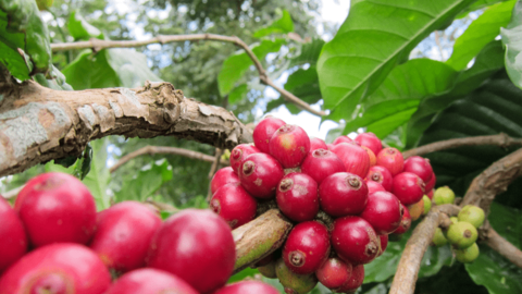 Giá cà phê Arabica tăng hơn 4%, vượt mốc 8.900 USD/tấn