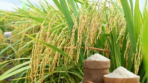 Giá lúa gạo hôm nay ngày 17/11: Gạo xuất khẩu bình ổn, lúa vững giá
