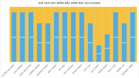 Giá heo hơi hôm nay 23/12/2025: Miền Bắc tiếp đà tăng