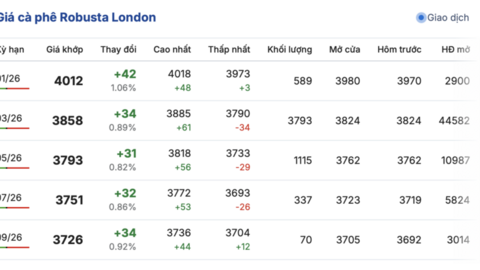 Giá cà phê hôm nay 26/12/2025: Đồng loạt tăng
