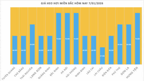 Giá heo hơi hôm nay 7/1/2026: Miền Bắc trở lại đỉnh 70.000 đồng/kg