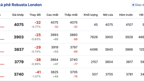 Giá cà phê hôm nay 12/1/2026: Tiếp tục đi ngang phiên đầu tuần