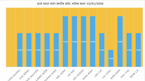 Giá heo hơi hôm nay 15/1/2026: Tăng đồng loạt tại miền Trung, miền Nam