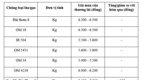 Giá lúa gạo hôm nay ngày 15/1/2026: Gạo xuất khẩu tăng nhẹ