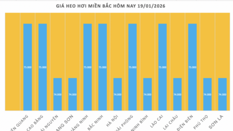 Giá heo hơi hôm nay 19/1/2026: Tăng đồng loạt tại miền Trung, miền Nam