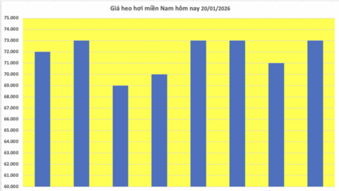 Giá heo hơi hôm nay 20/1/2026: Tiếp đà tăng tại nhiều nơi