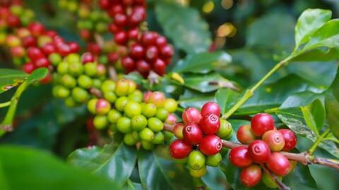 Giá cà phê hôm nay 26/1/2026: Neo cao, vượt ngưỡng 100.000 đồng/kg