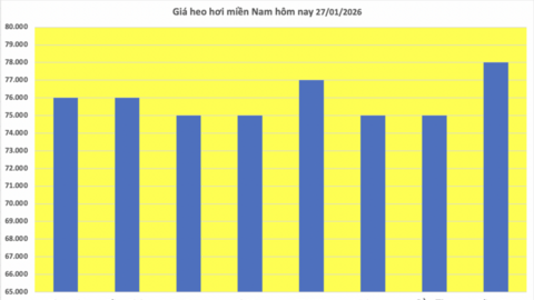 Giá heo hơi hôm nay 27/1/2026: Tăng mạnh, miền Bắc lập 'đỉnh' mới