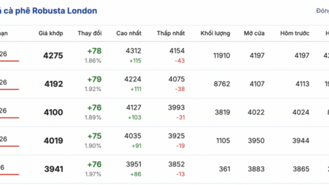 Giá cà phê hôm nay 28/1/2026: Tăng nhẹ 300 - 600 đồng/kg