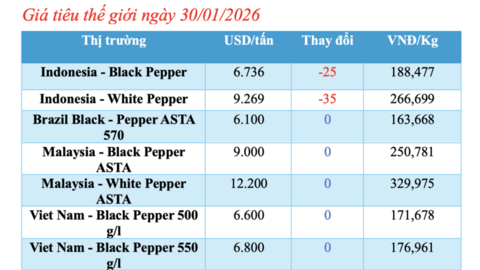 Giá tiêu hôm nay 30/1/2026: Biến động trái chiều