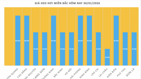 Giá heo hơi hôm nay 30/1/2026: Giảm 1.000 đồng/kg tại nhiều nơi