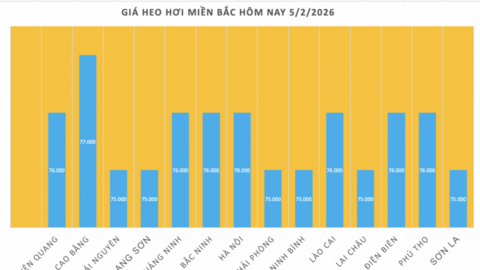 Giá heo hơi hôm nay 5/2/2026: Giảm diện rộng