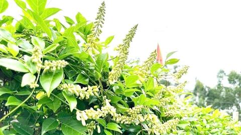 Xây dựng niềm tin 3 nhà nhìn từ cây sâm Nam Núi Dành