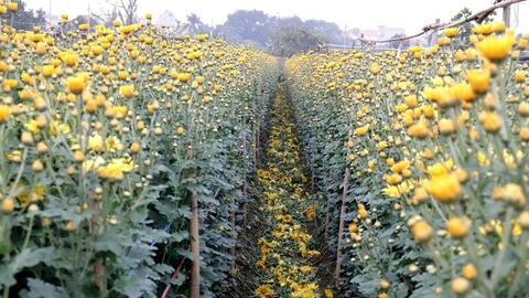 Không khí khẩn trương tại làng hoa Tây Tựu ngày giáp Tết