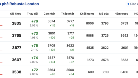 Giá cà phê hôm nay 13/2/2026: Tăng nhẹ