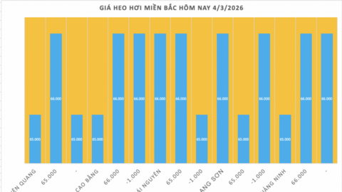 Giá heo hơi hôm nay 4/3/2026: Giảm tại miền Bắc và miền Trung