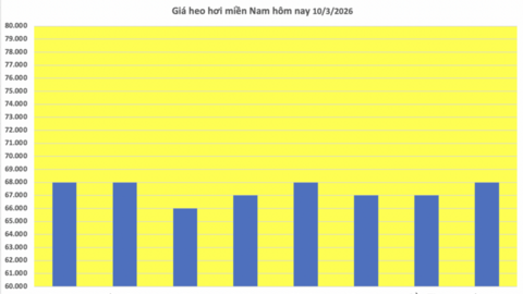 Giá heo hơi hôm nay 10/3/2026: Giảm đồng loạt tại miền Trung