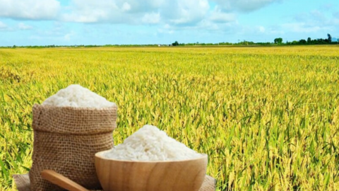 Giá lúa gạo hôm nay ngày 17/3/2026: Gạo xuất khẩu OM 5451 giảm