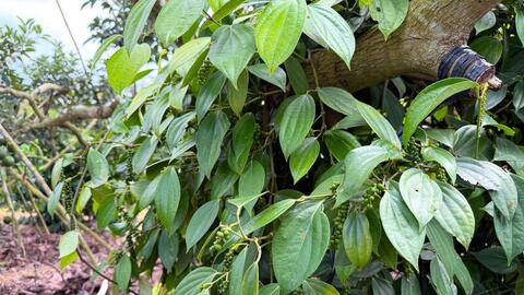 Giá tiêu hôm nay 23/3/2026: Cao nhất 136.000 đồng/kg