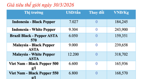 Giá tiêu hôm nay 30/3/2026: Cao nhất đạt 140.500 đồng/kg