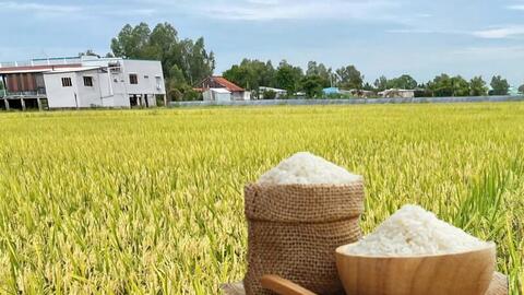 Giá lúa gạo hôm nay ngày 7/4: Gạo nguyên liệu xuất khẩu tiếp đà tăng