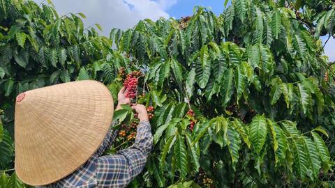 Giá cà phê hôm nay 16/4/2026: Tăng phiên thứ ba liên tiếp