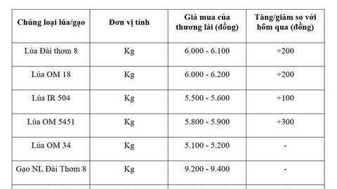 Giá lúa gạo hôm nay ngày 16/4: Lúa tươi đồng loạt tăng