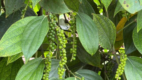 Giá tiêu hôm nay 20/4/2026: Cao nhất 141.000 đồng/kg