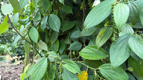 Giá tiêu hôm nay 21/4/2026: Đứng yên chờ tín hiệu mới