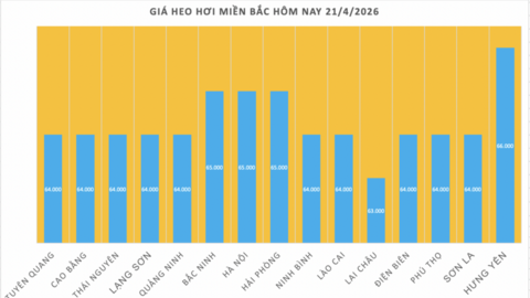 Giá heo hơi hôm nay 21/4/2026: Đi ngang trên toàn quốc