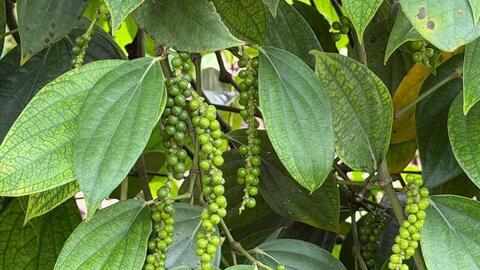 Giá tiêu hôm nay 28/4/2026: 'Bất động', chờ tín hiệu mới