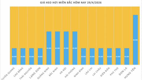 Giá heo hơi hôm nay 29/4/2026: Tiếp tục neo cao