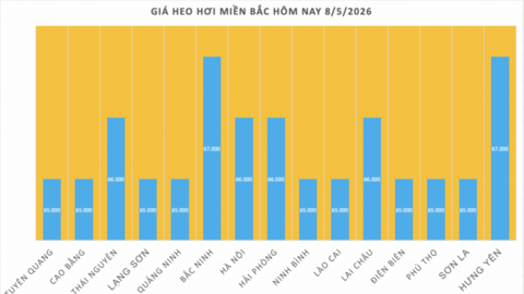 Giá heo hơi hôm nay 8/5/2026: Tăng diện rộng tại miền Bắc, miền Trung