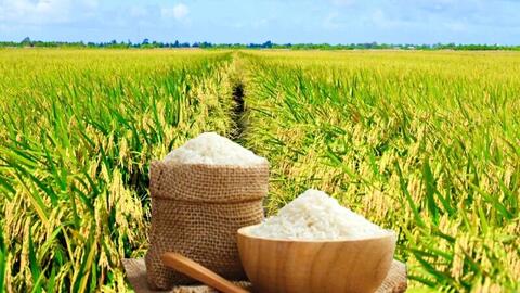 Giá lúa gạo hôm nay ngày 14/5: Gạo nguyên liệu xuất khẩu tăng giá