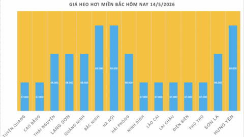 Giá heo hơi hôm nay 14/5/2026: Cao nhất 71.000 đồng/kg