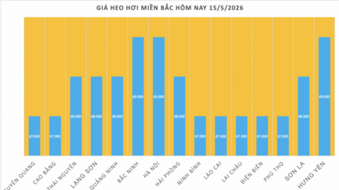 Giá heo hơi hôm nay 15/5/2026: Giữ đỉnh 71.000 đồng/kg