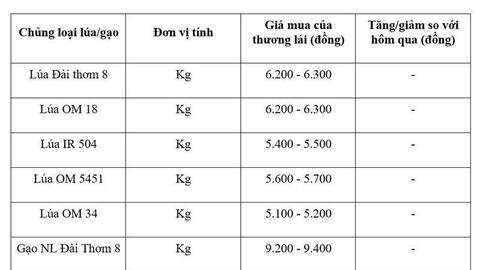 Giá lúa gạo hôm nay ngày 15/5/2026: Gạo thường giảm 1.000 đồng/kg
