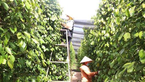 Giá tiêu hôm nay 19/5/2026: Bất ngờ sụt giảm 2.000 - 3.000 đồng/kg
