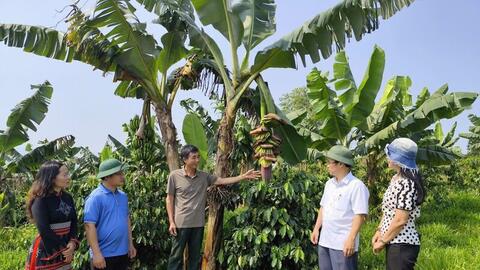 Xã A Lưới 2: Tái cơ cấu nông nghiệp, mở sinh kế mới cho đồng bào