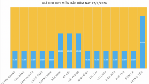 Giá heo hơi hôm nay 27/5/2026: Giảm đồng loạt tại miền Trung, miền Nam
