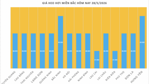 Giá heo hơi hôm nay 28/5/2026: Đảo chiều, giảm rải rác trên cả 3 miền