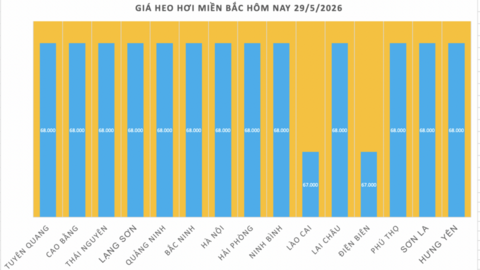 Giá heo hơi hôm nay 29/5/2026: Giảm nhẹ tại miền Bắc