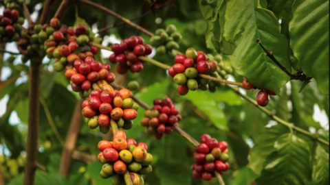 Giá cà phê hôm nay 29/5/2026: Bật tăng, tiến gần mốc 90.000 đồng/kg
